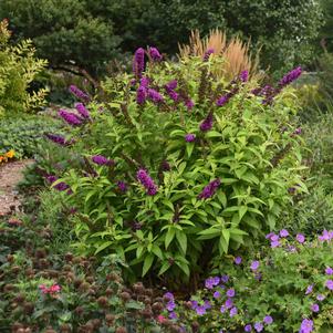 MONARCH® CROWN JEWELS BUTTERFLY BUSH